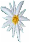 Edelweiss deco pic